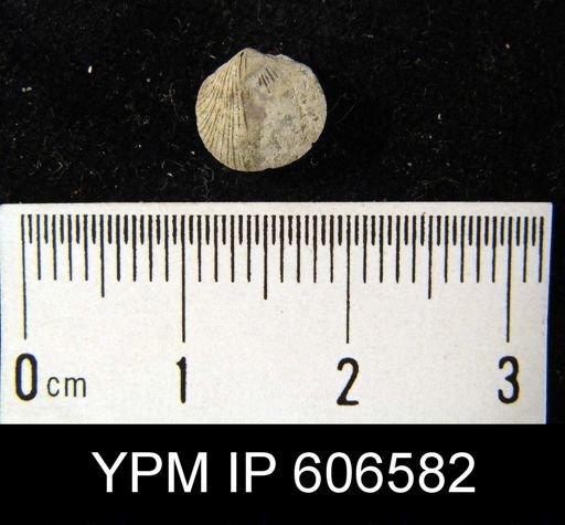 Dalmanella meeki