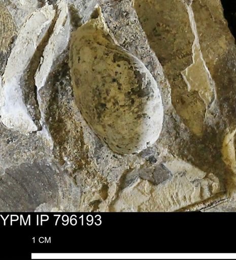 undet. Mollusca