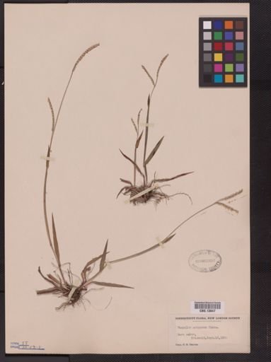 Paspalum setaceum