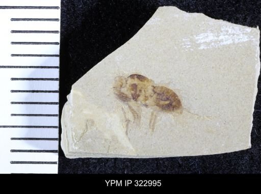 Sciomyza disjecta