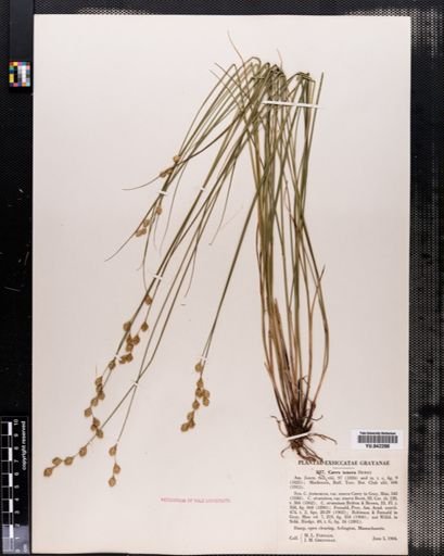 Carex tenera