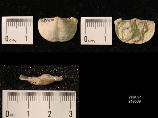 Chonetes granulifer