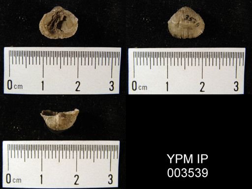 Productus undiferus