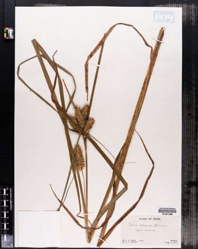 Carex retrorsa