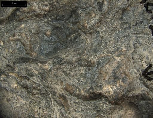 Aplocoma damesii
