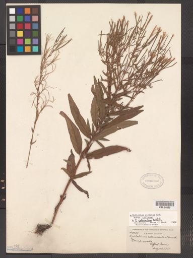 Epilobium ciliatum