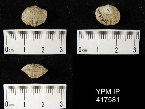 Hebertella fausta