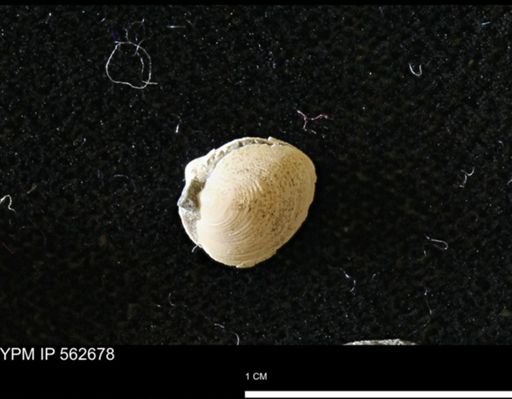 Limopsis striatopunctatus