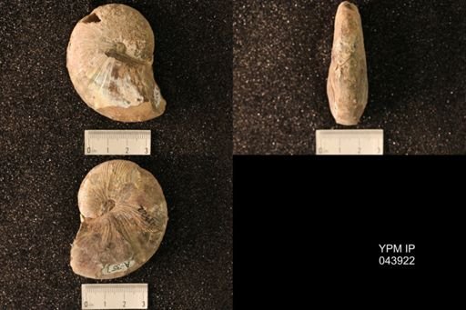 Hoploscaphites nicolletii