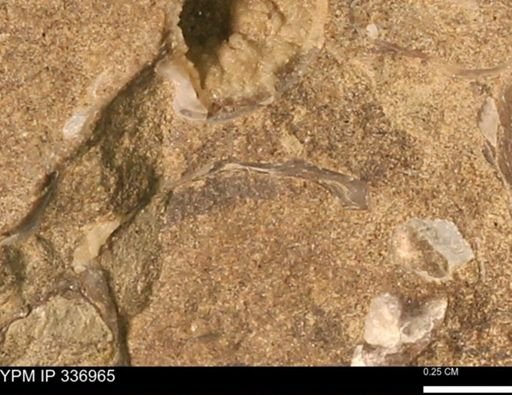 undet. Mollusca