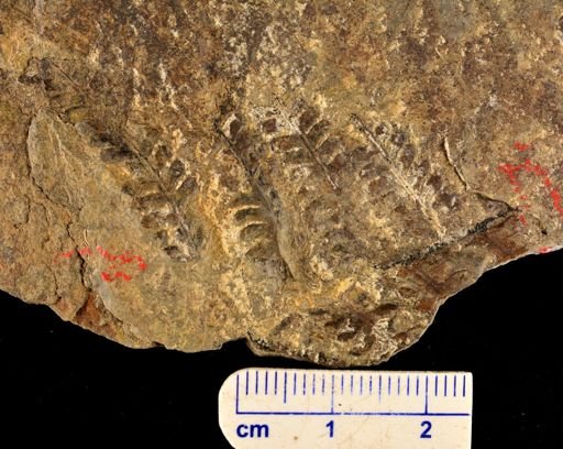 Microphyllopteris gieseckiana