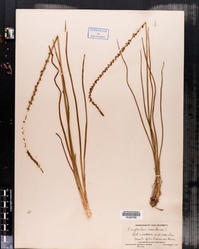 Triglochin maritima