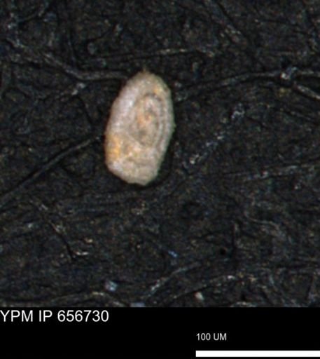 Spirolocammina planula