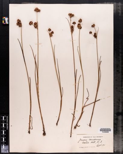 Juncus canadensis
