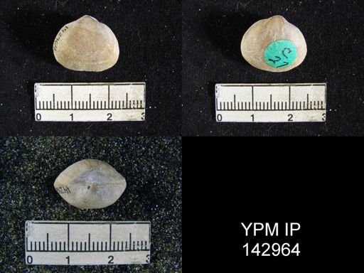 Orthis (Schizophoria) indica