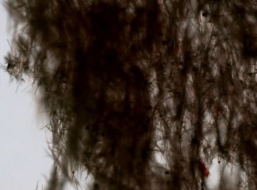 Suberites ficus