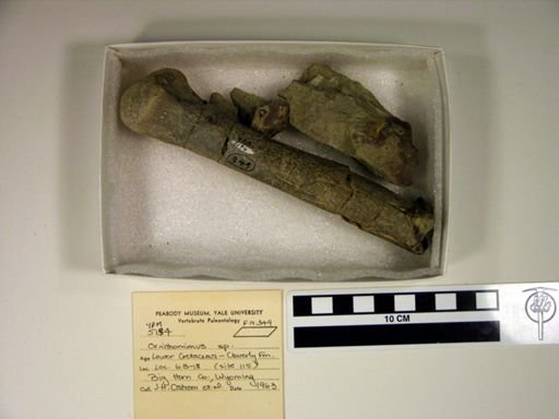 Ornithomimus