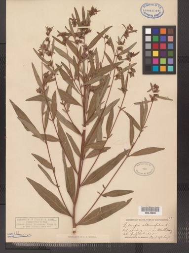 Ludwigia alternifolia