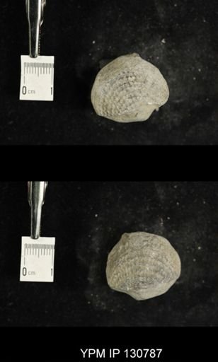 Spinatrypa spinosa