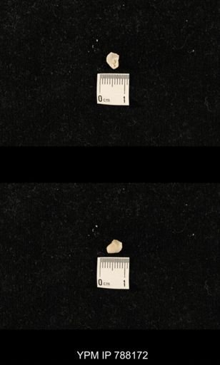 undet. Brachiopoda