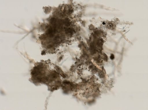 Cliona celata