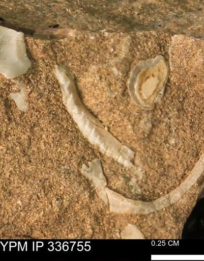 undet. Bivalvia