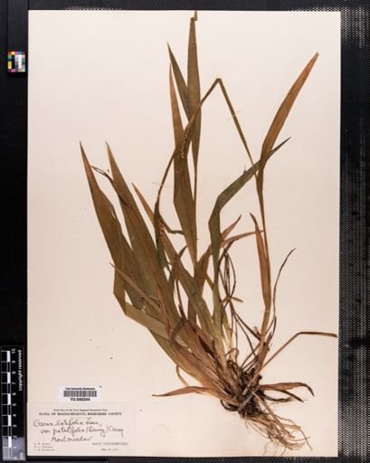 Carex laxiflora