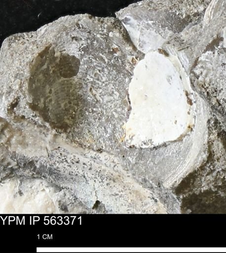 undet. Bivalvia