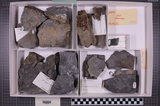 mixed taxa, stratigraphic collection