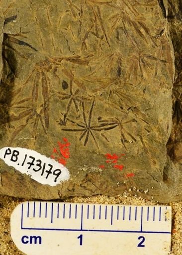 Asterophyllites sp.