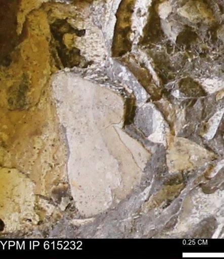 undet. Mollusca
