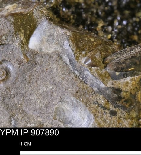 undet. Mollusca