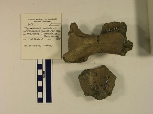 Mosasaurus hoffmannii