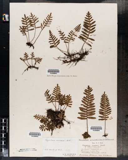 Polypodium polypodioides
