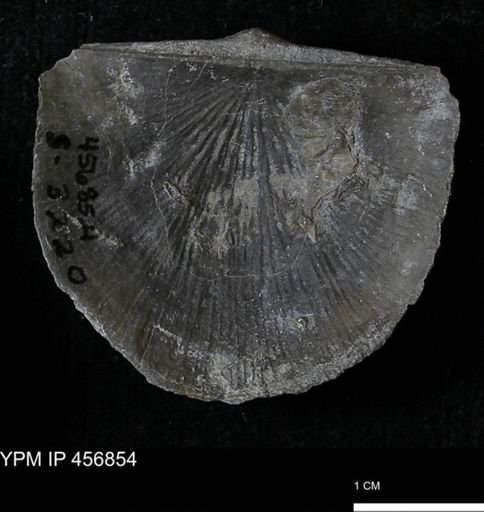 Stropheodonta sp.