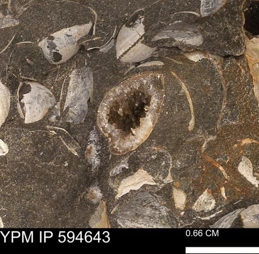 Protocardia sp.