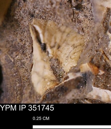 Limopsis striatopunctatus