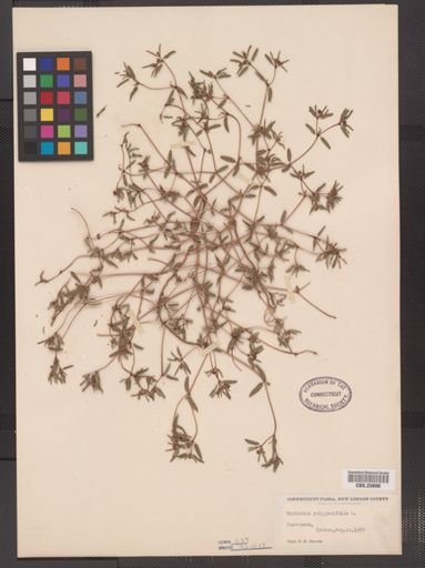 Euphorbia polygonifolia