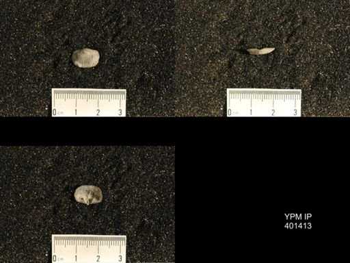 Plectorthis plicatella