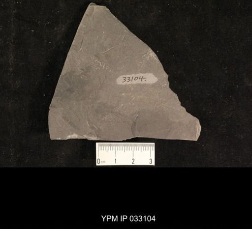 Mormolucoides articulatus