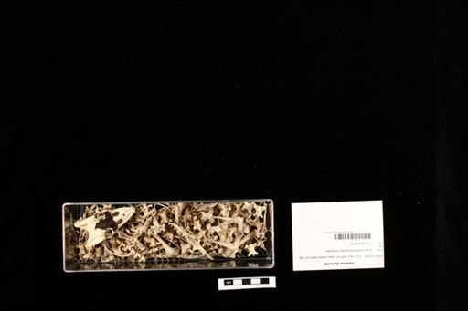 Varanus dumerilii