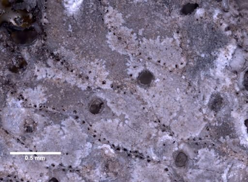 Porella concinna