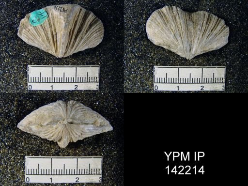 Spirifer musakheylensis