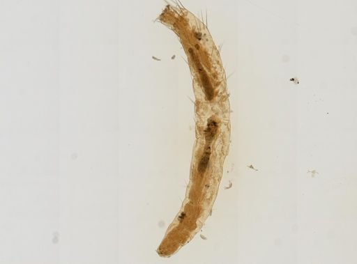 Pulex