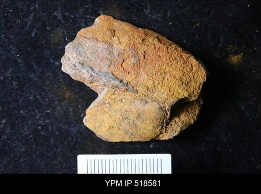 undet. Echinodermata