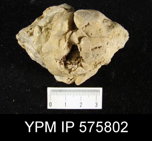 Pentamerus oblongus