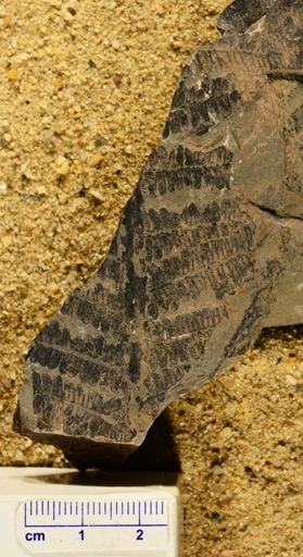 Pecopteris