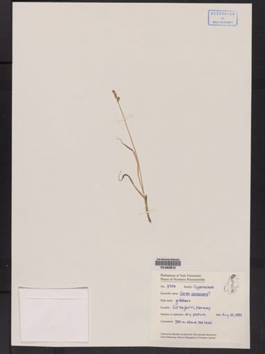 Carex canescens