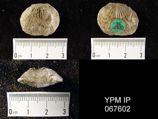 Orthostrophia strophomenoides