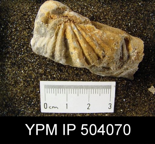 Megakozlowskiella perlamellosa; Concinnispirifer concinnus with